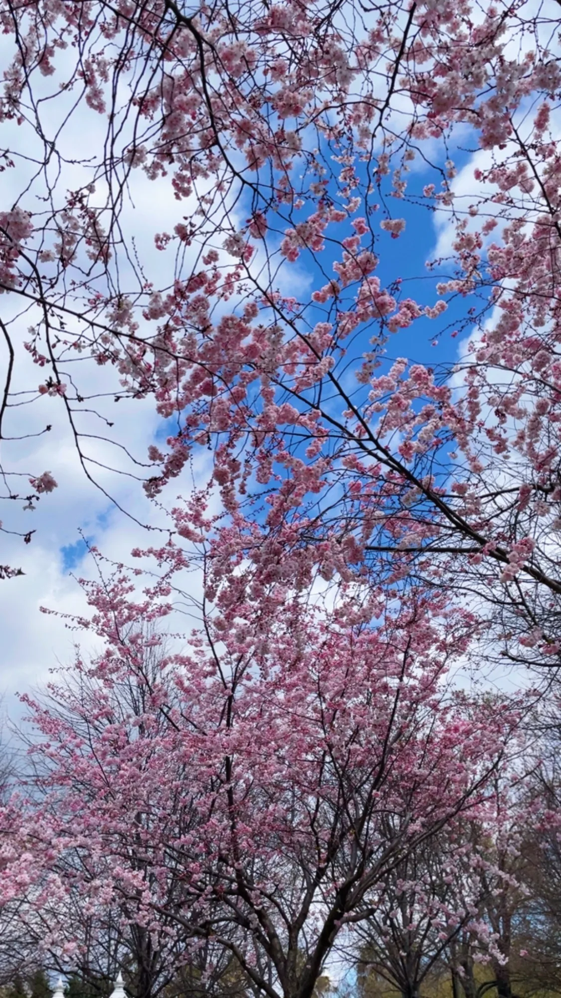 Stillness descends. Cherry blossoms fall like confetti, a quiet celebration.