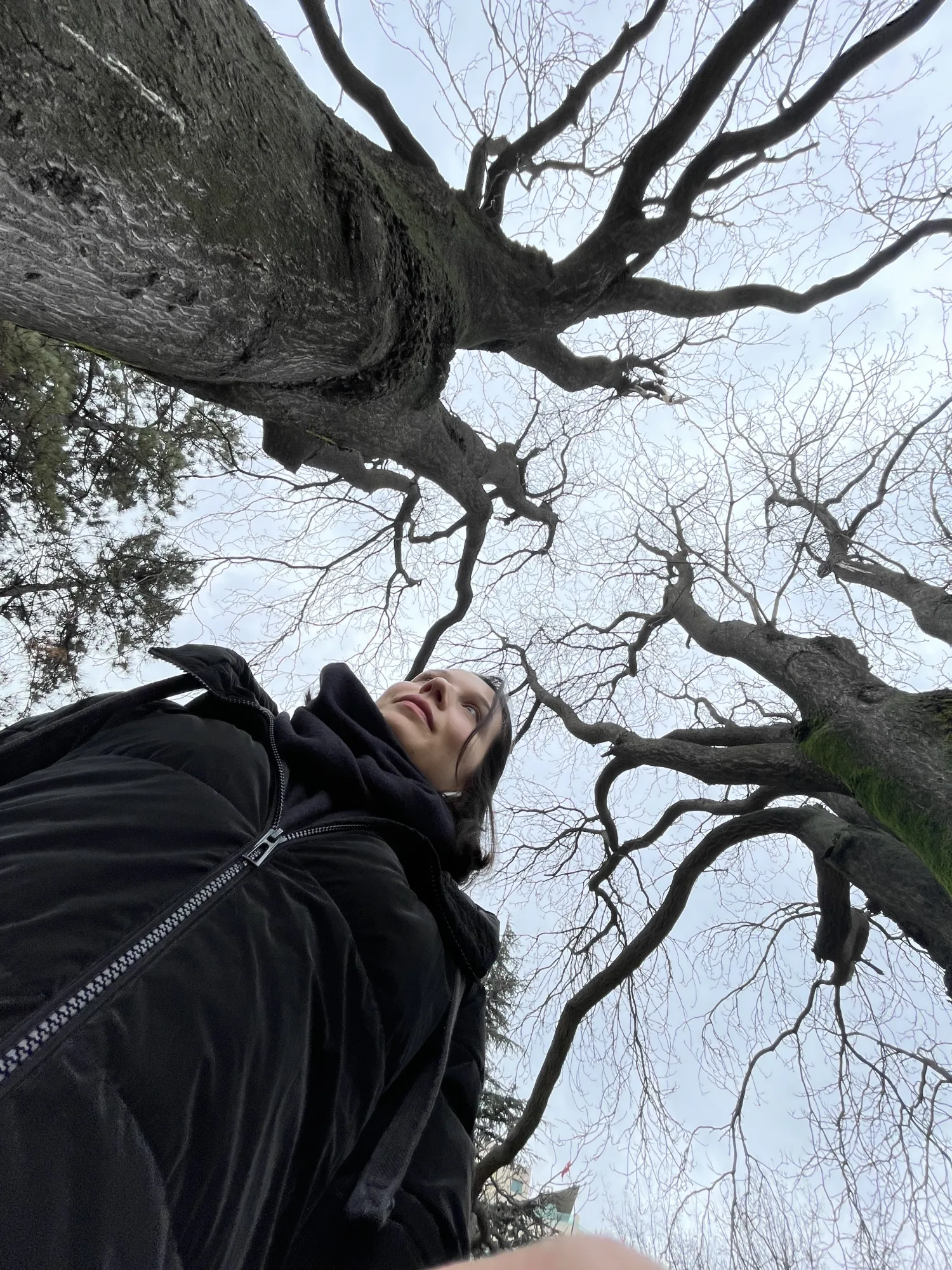 Contemplating the skeletal grace of nature's architecture. Timeless.