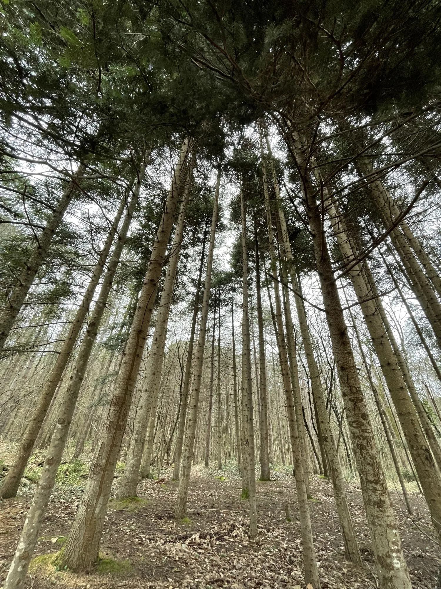 Where the trees touch the sky, a serene escape.