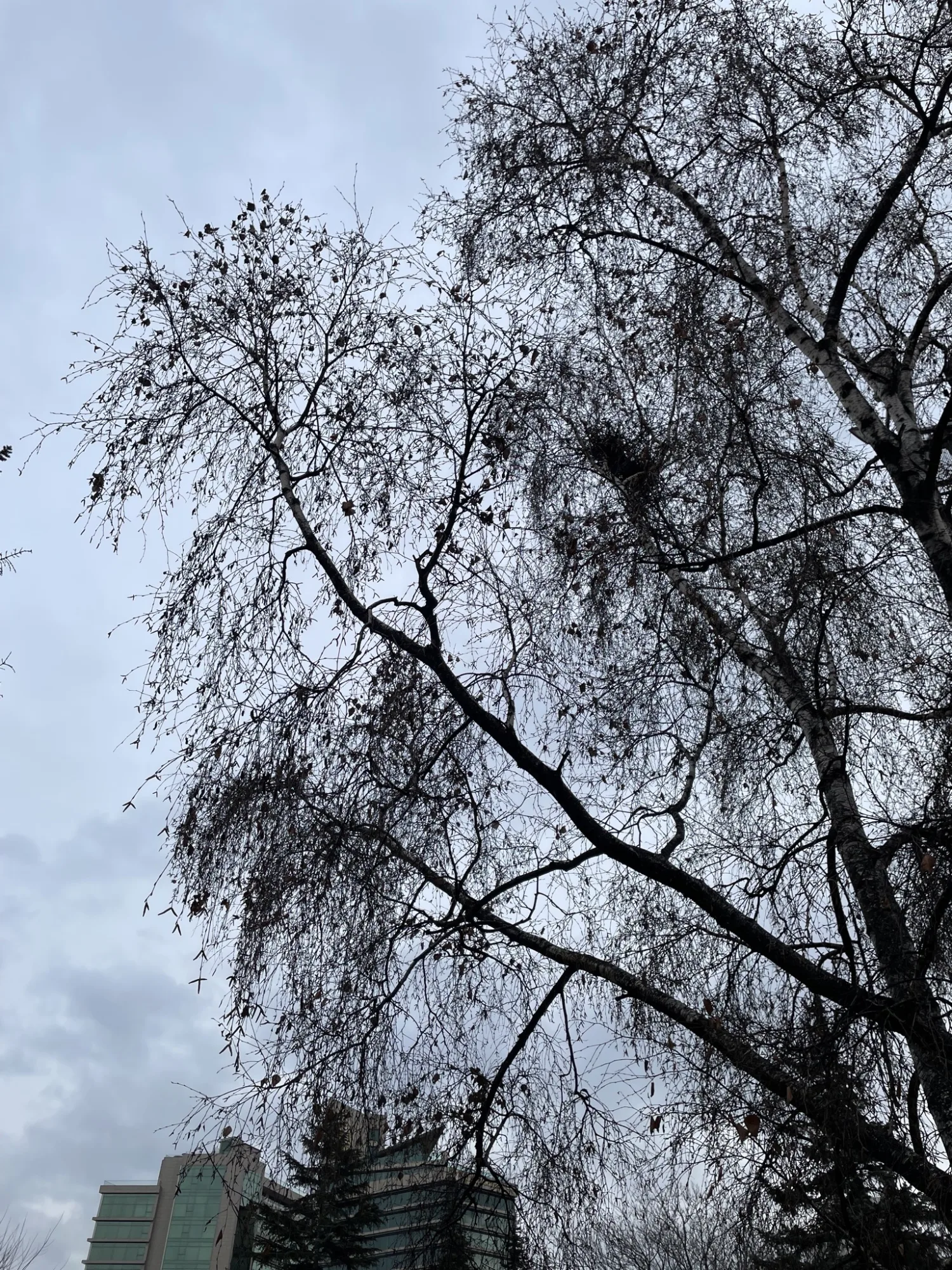 The stillness of winter branches reaching for a sky pregnant with unspoken stories. A monochrome reverie.