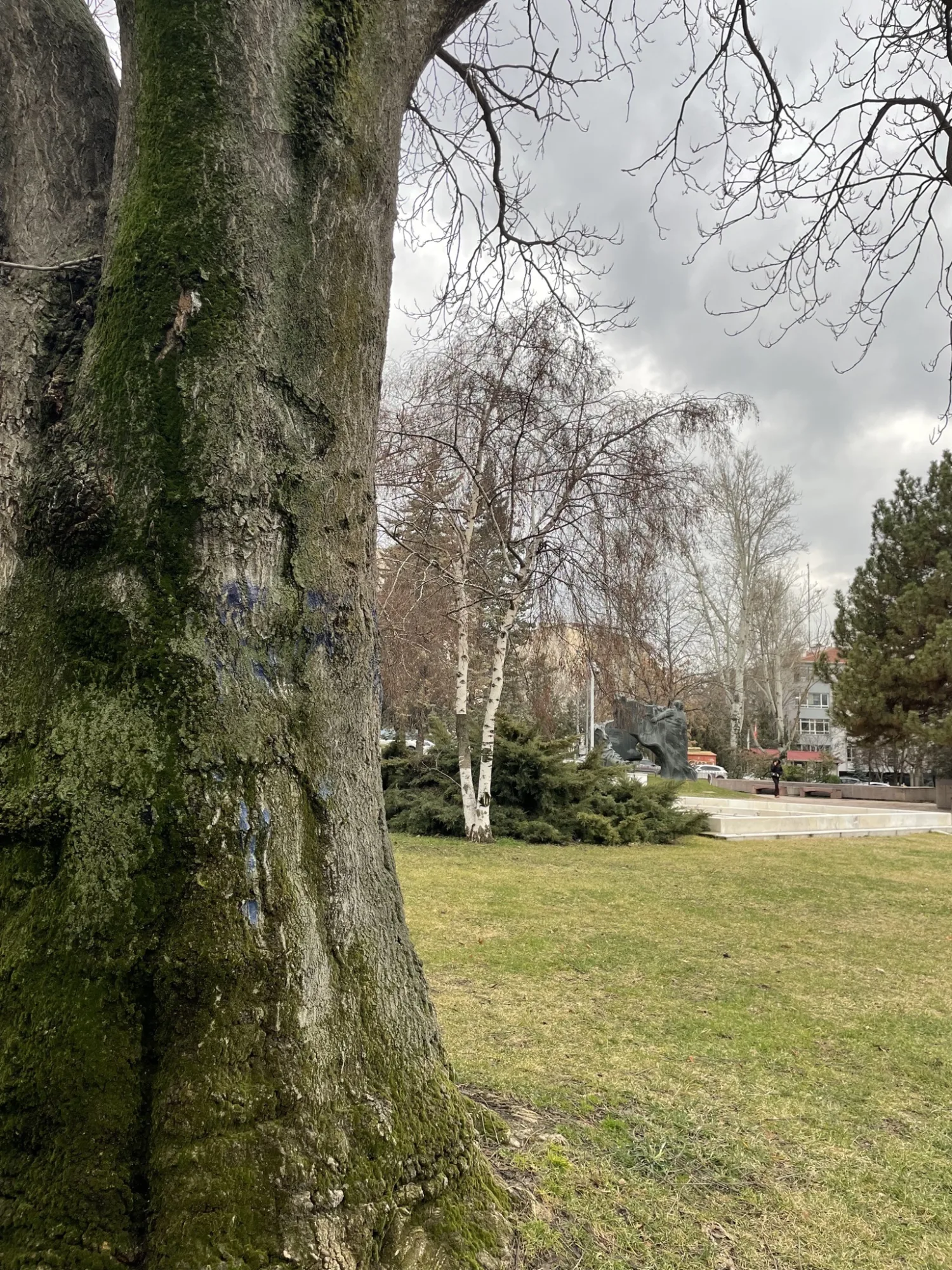 Gray days, green whispers.