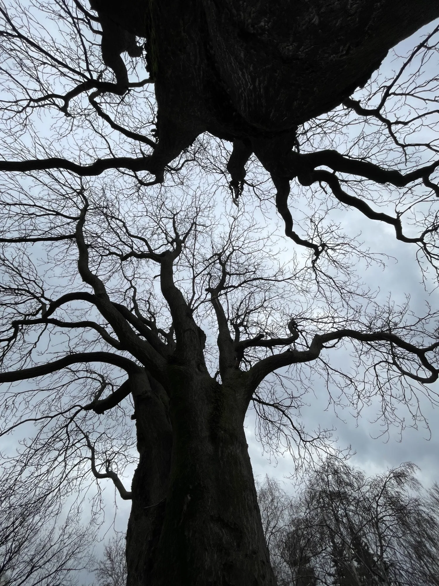 A symphony of grey, each branch a delicate brushstroke against the canvas of the sky.